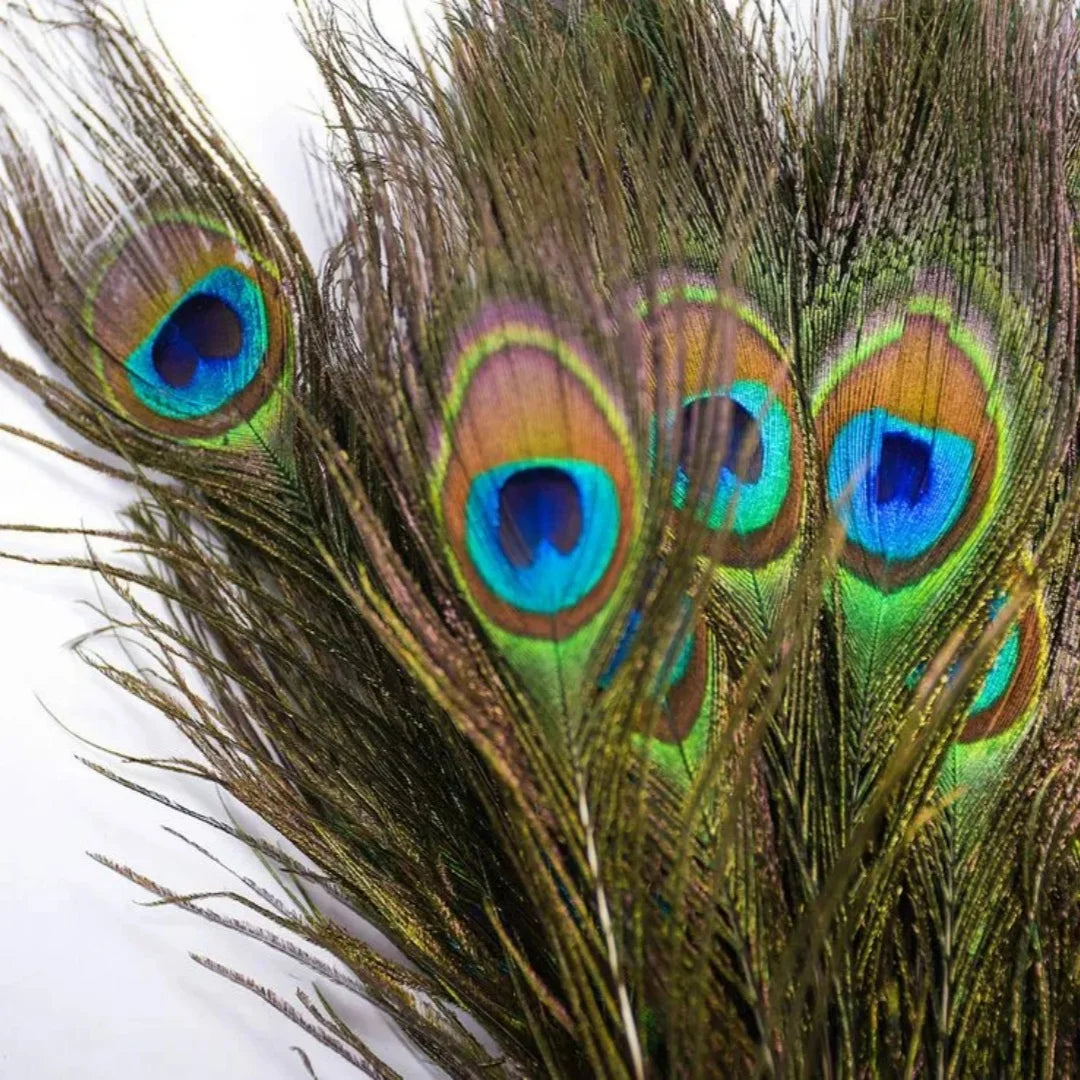Natural Peacock Feathers