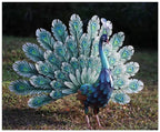 Peacock Outdoor Garden Courtyard Decoration