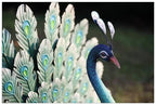 Peacock Outdoor Garden Courtyard Decoration