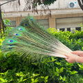 بالجملة 20/50/100 قطعة ريش طاووس طبيعي